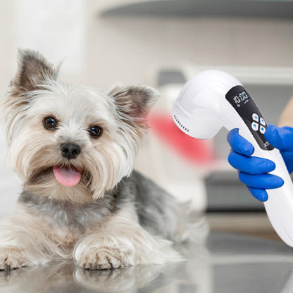 Cat Gingivitis Treatment & Kitten Respiratory Infection Infrared Light Therapy